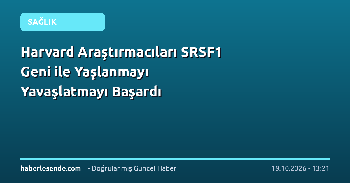 Harvard Araştırmacıları SRSF1 Geni ile Yaşlanmayı Yavaşlatmayı Başardı