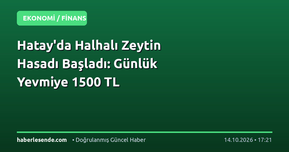Hatay'da Halhalı Zeytin Hasadı Başladı: Günlük Yevmiye 1500 TL