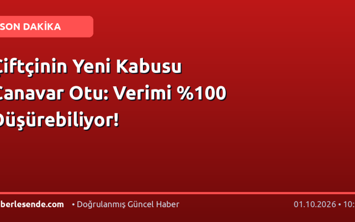 Çiftçinin Yeni Kabusu Canavar Otu: Verimi 0 Düşürebiliyor!