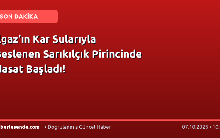Ilgaz’ın Kar Sularıyla Beslenen Sarıkılçık Pirincinde Hasat Başladı!