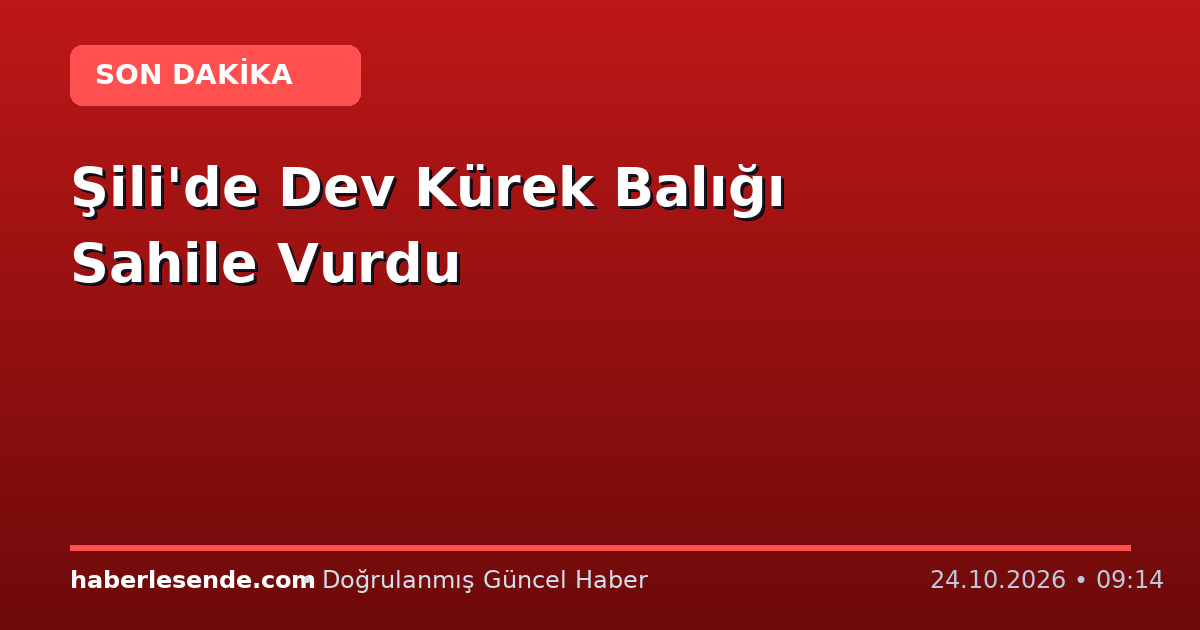 Şili'de Dev Kürek Balığı Sahile Vurdu
