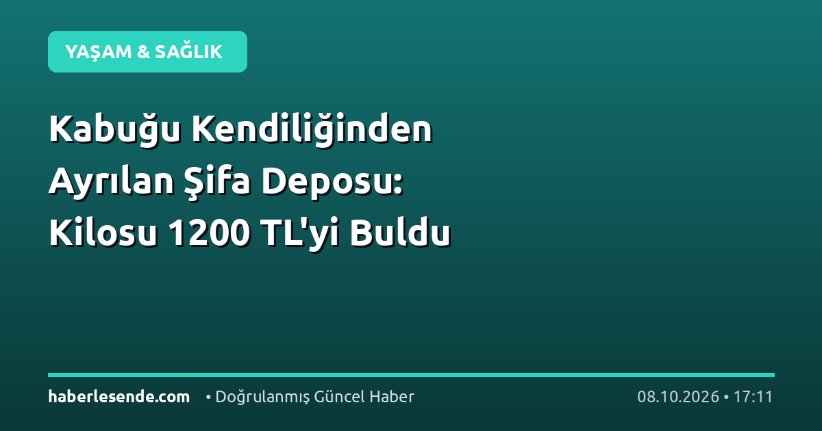 Kabuğu Kendiliğinden Ayrılan Şifa Deposu: Kilosu 1200 TL'yi Buldu