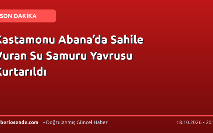 Kastamonu Abana’da Sahile Vuran Su Samuru Yavrusu Kurtarıldı