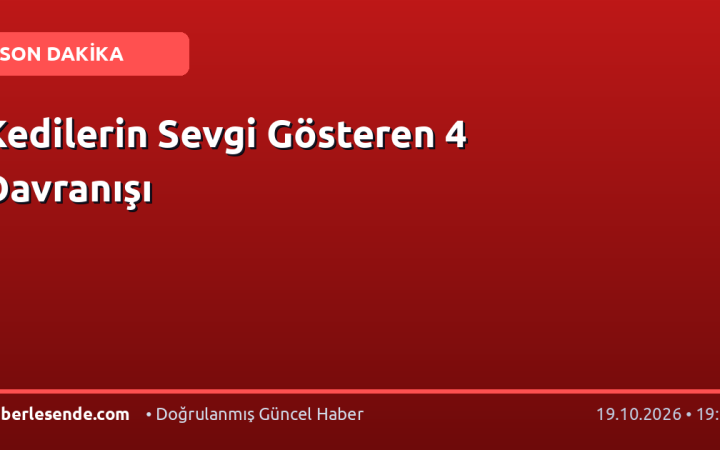 Kedilerin Sevgi Gösteren 4 Davranışı