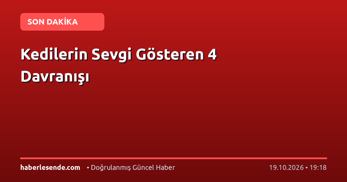 Kedilerin Sevgi Gösteren 4 Davranışı