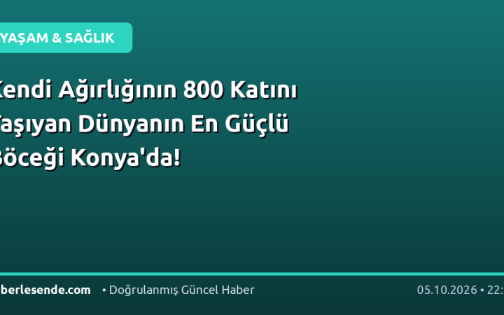 Kendi Ağırlığının 800 Katını Taşıyan Dünyanın En Güçlü Böceği Konya'da!