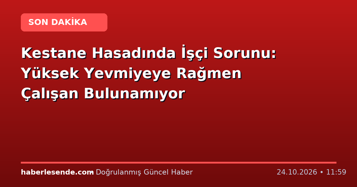 Kestane Hasadında İşçi Sorunu: Yüksek Yevmiyeye Rağmen Çalışan Bulunamıyor