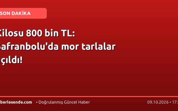 Kilosu 800 bin TL: Safranbolu'da mor tarlalar açıldı!