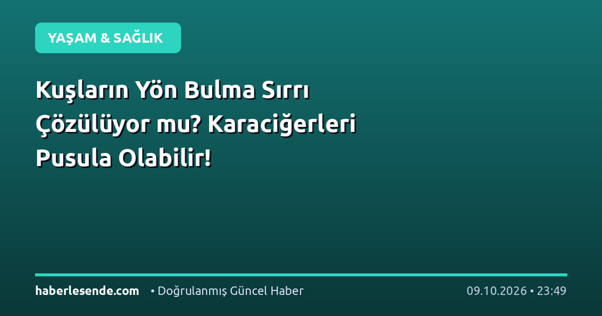 Kuşların Yön Bulma Sırrı Çözülüyor mu? Karaciğerleri Pusula Olabilir!