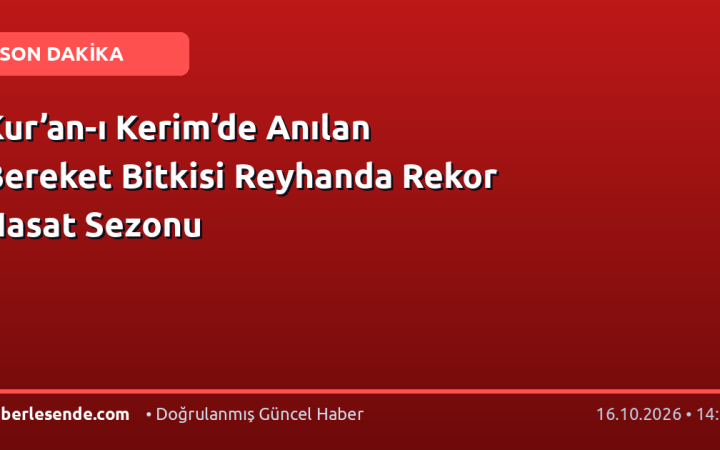 Kur’an-ı Kerim’de Anılan Bereket Bitkisi Reyhanda Rekor Hasat Sezonu