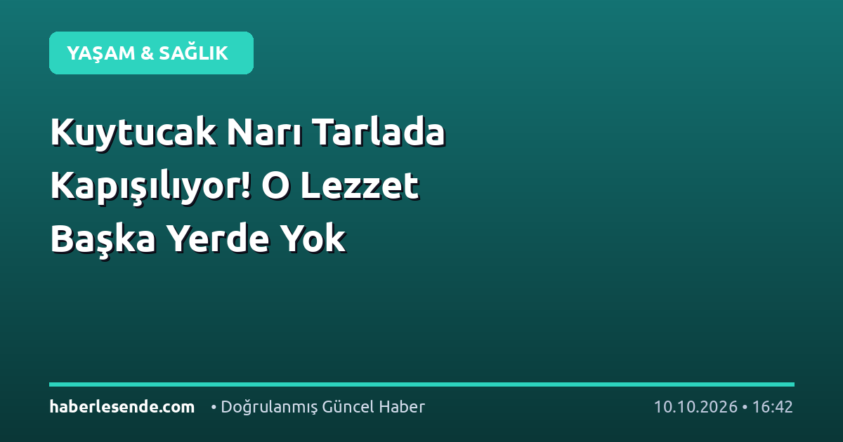 Kuytucak Narı Tarlada Kapışılıyor! O Lezzet Başka Yerde Yok