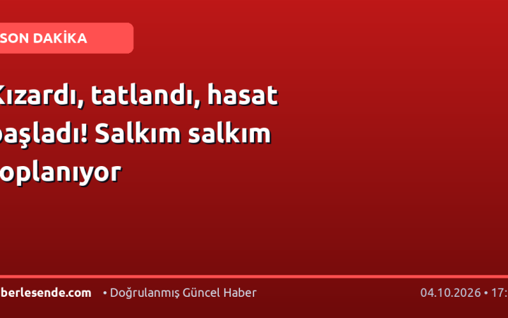 Kızardı, tatlandı, hasat başladı! Salkım salkım toplanıyor