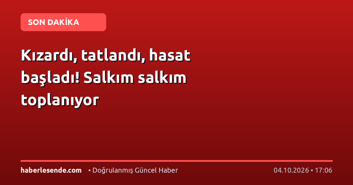 Kızardı, tatlandı, hasat başladı! Salkım salkım toplanıyor