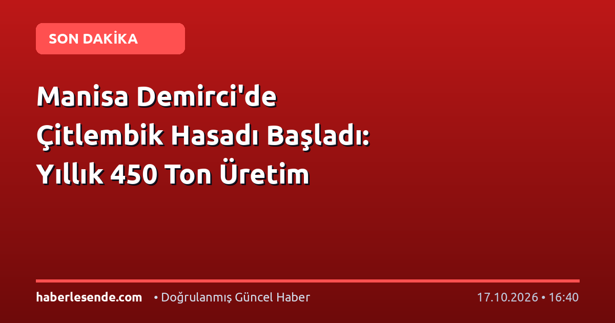 Manisa Demirci'de Çitlembik Hasadı Başladı: Yıllık 450 Ton Üretim