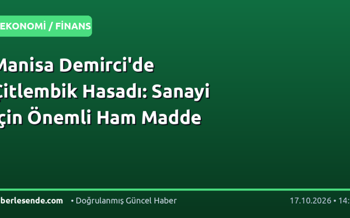 Manisa Demirci'de Çitlembik Hasadı: Sanayi İçin Önemli Ham Madde