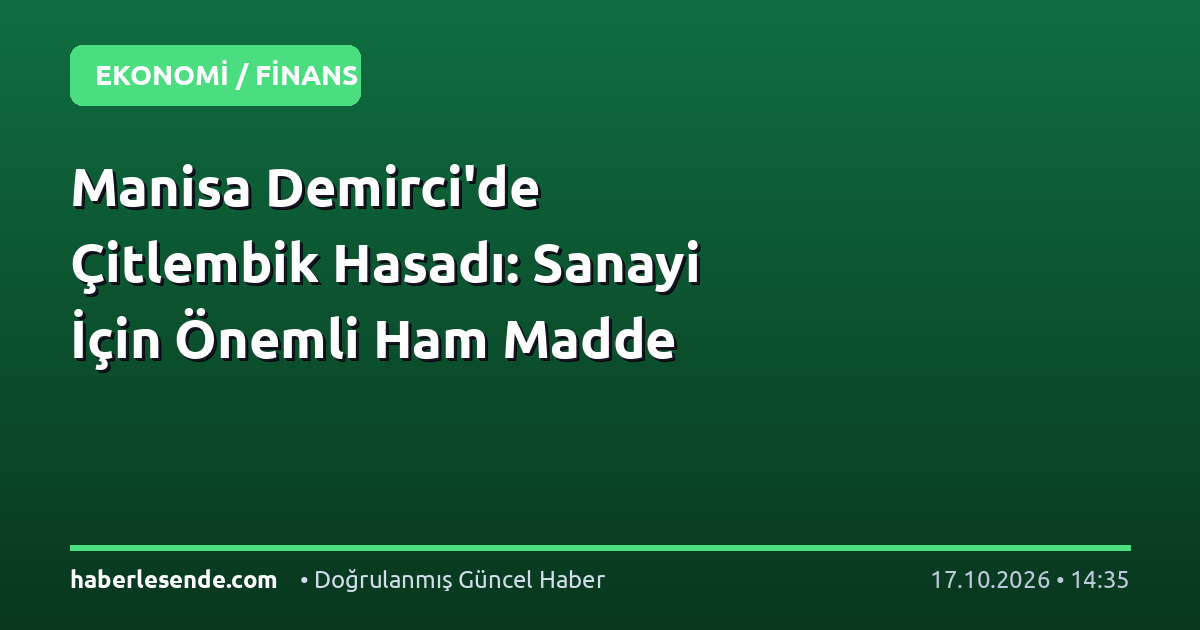 Manisa Demirci'de Çitlembik Hasadı: Sanayi İçin Önemli Ham Madde