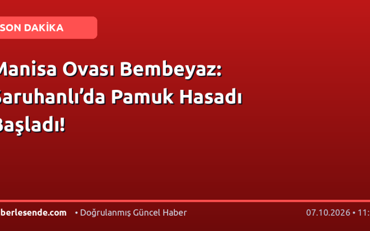 Manisa Ovası Bembeyaz: Saruhanlı’da Pamuk Hasadı Başladı!