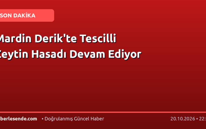 Mardin Derik'te Tescilli Zeytin Hasadı Devam Ediyor