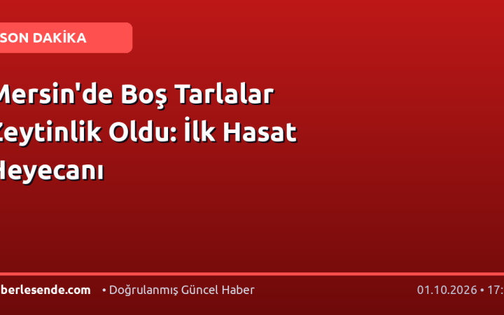 Mersin'de Boş Tarlalar Zeytinlik Oldu: İlk Hasat Heyecanı
