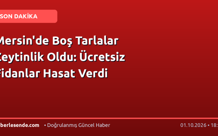 Mersin'de Boş Tarlalar Zeytinlik Oldu: Ücretsiz Fidanlar Hasat Verdi