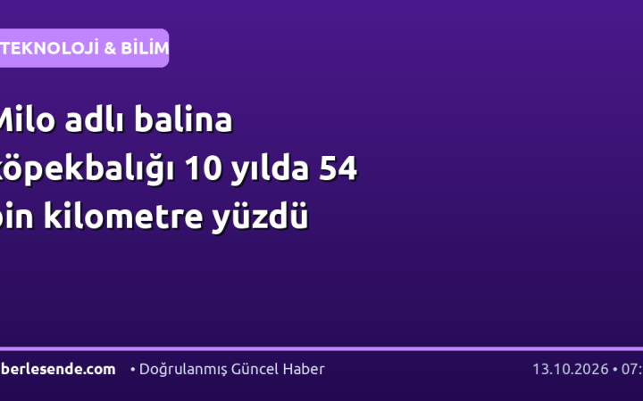 Milo adlı balina köpekbalığı 10 yılda 54 bin kilometre yüzdü