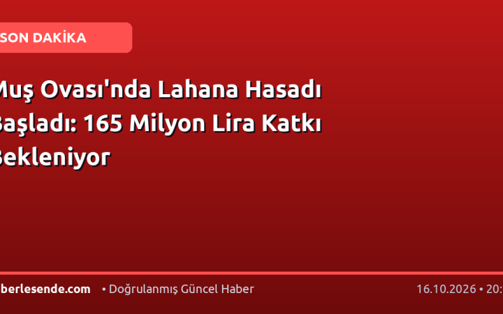 Muş Ovası'nda Lahana Hasadı Başladı: 165 Milyon Lira Katkı Bekleniyor