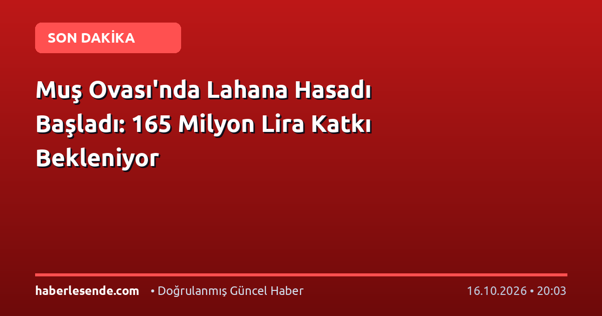 Muş Ovası'nda Lahana Hasadı Başladı: 165 Milyon Lira Katkı Bekleniyor