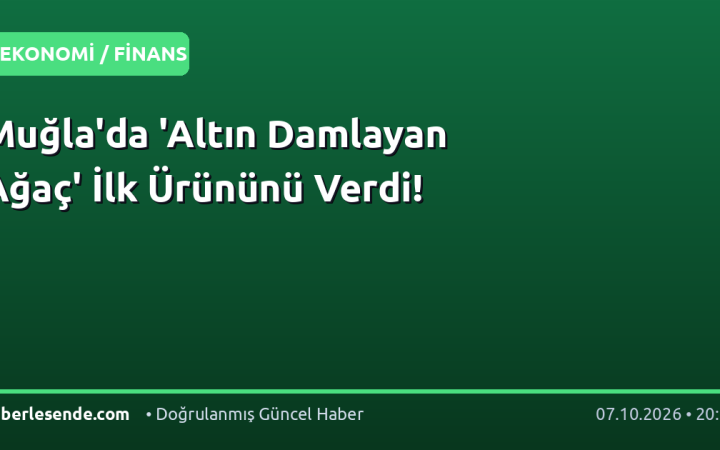 Muğla'da 'Altın Damlayan Ağaç' İlk Ürününü Verdi!