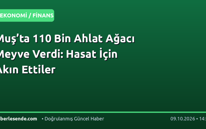 Muş’ta 110 Bin Ahlat Ağacı Meyve Verdi: Hasat İçin Akın Ettiler