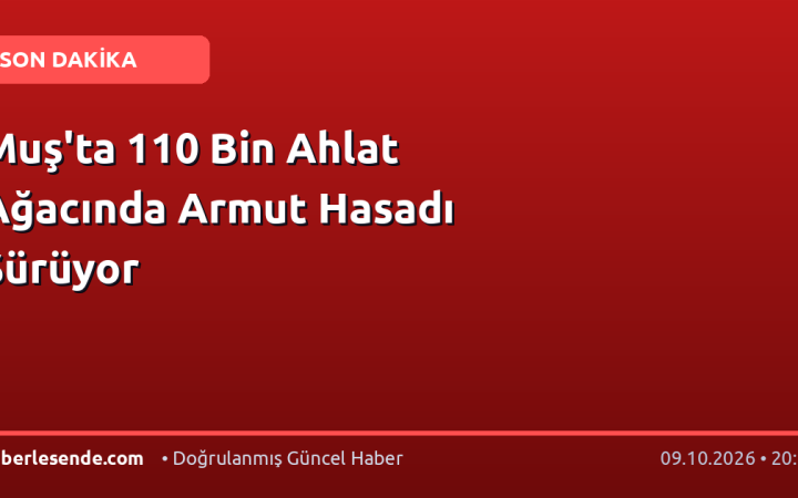 Muş'ta 110 Bin Ahlat Ağacında Armut Hasadı Sürüyor