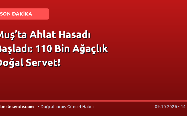 Muş’ta Ahlat Hasadı Başladı: 110 Bin Ağaçlık Doğal Servet!