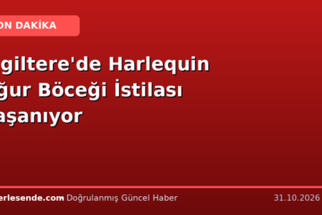 İngiltere'de Harlequin Uğur Böceği İstilası Yaşanıyor