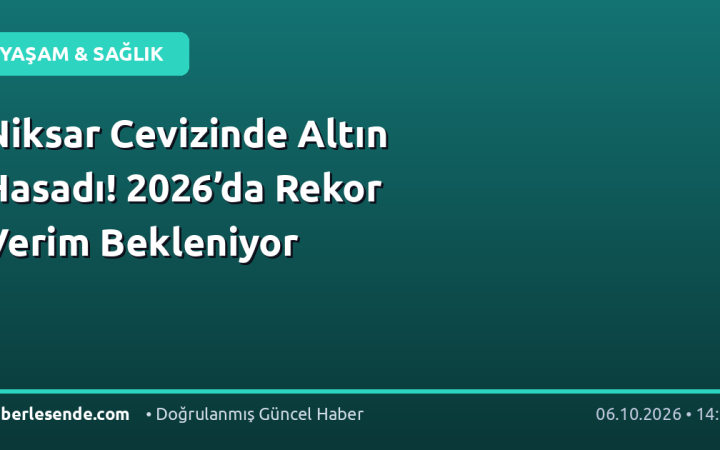 Niksar Cevizinde Altın Hasadı! 2026’da Rekor Verim Bekleniyor