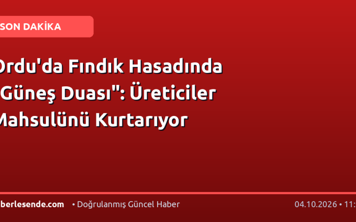 Ordu'da Fındık Hasadında "Güneş Duası": Üreticiler Mahsulünü Kurtarıyor