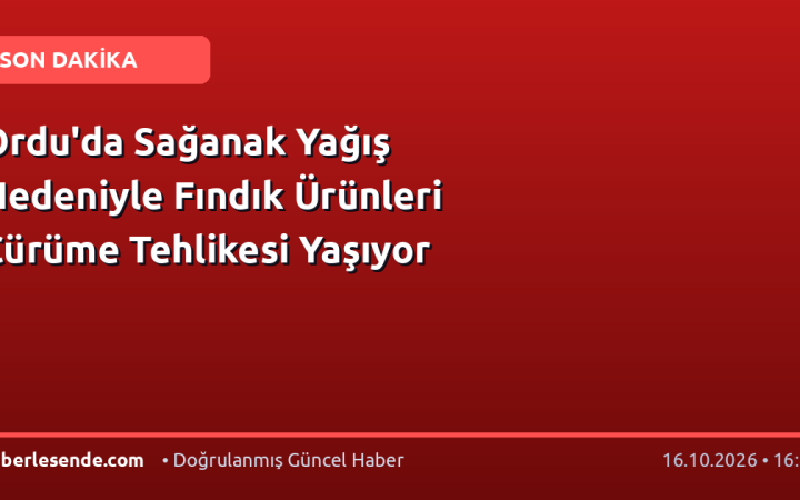 Ordu'da Sağanak Yağış Nedeniyle Fındık Ürünleri Çürüme Tehlikesi Yaşıyor