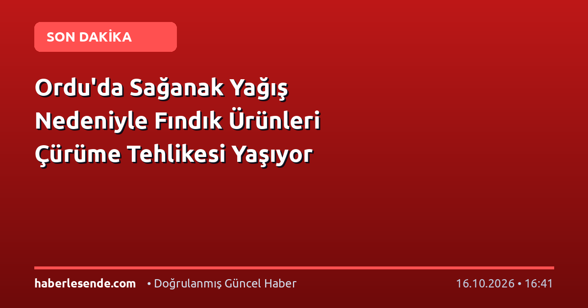Ordu'da Sağanak Yağış Nedeniyle Fındık Ürünleri Çürüme Tehlikesi Yaşıyor