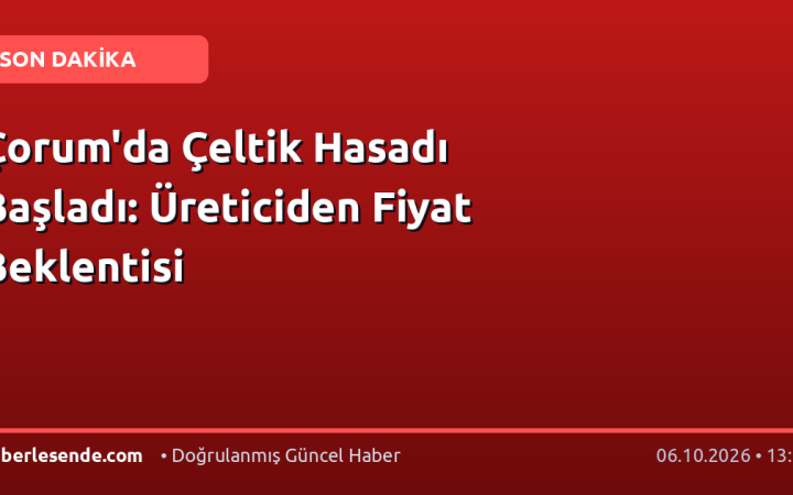 Çorum'da Çeltik Hasadı Başladı: Üreticiden Fiyat Beklentisi