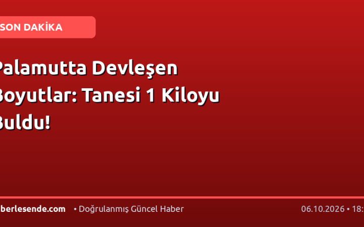 Palamutta Devleşen Boyutlar: Tanesi 1 Kiloyu Buldu!