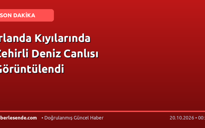 İrlanda Kıyılarında Zehirli Deniz Canlısı Görüntülendi