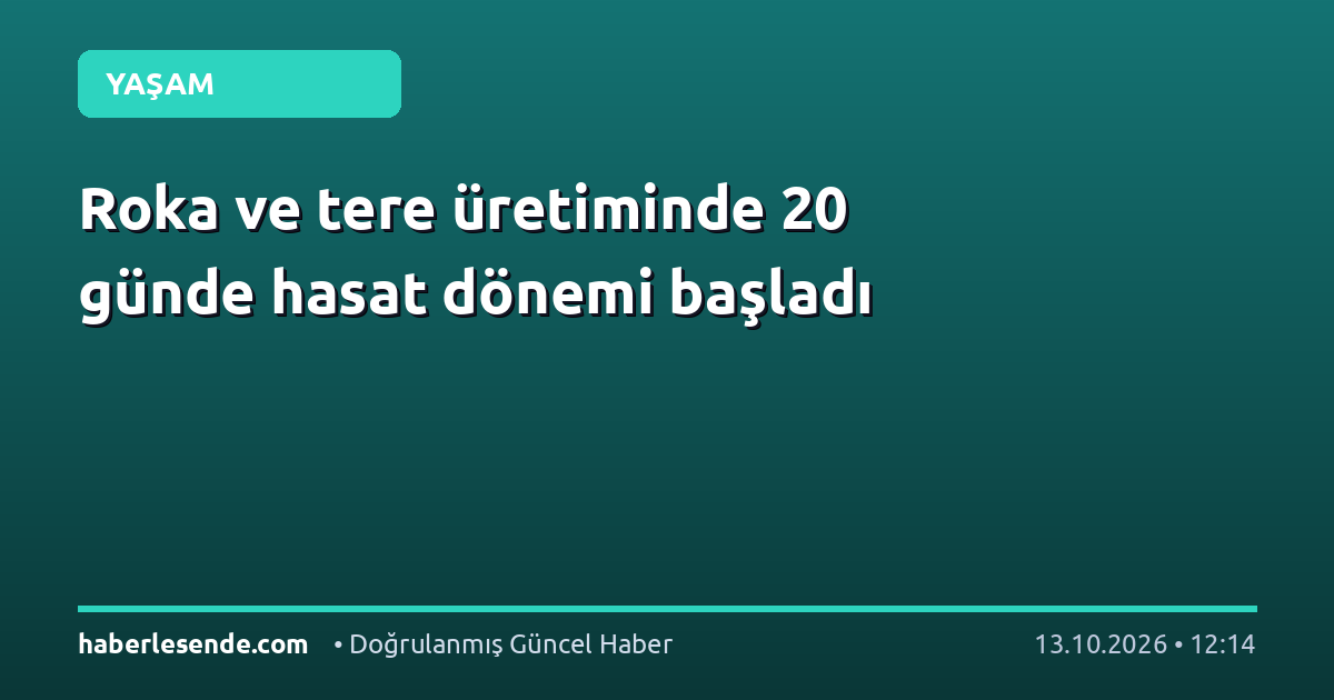 Roka ve tere üretiminde 20 günde hasat dönemi başladı
