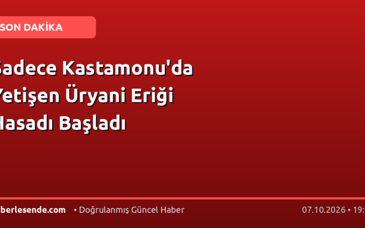 Sadece Kastamonu'da Yetişen Üryani Eriği Hasadı Başladı