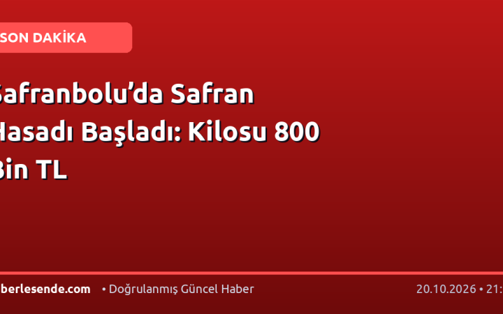 Safranbolu’da Safran Hasadı Başladı: Kilosu 800 Bin TL