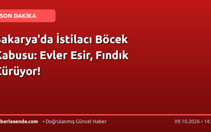 Sakarya'da İstilacı Böcek Kabusu: Evler Esir, Fındık Çürüyor!