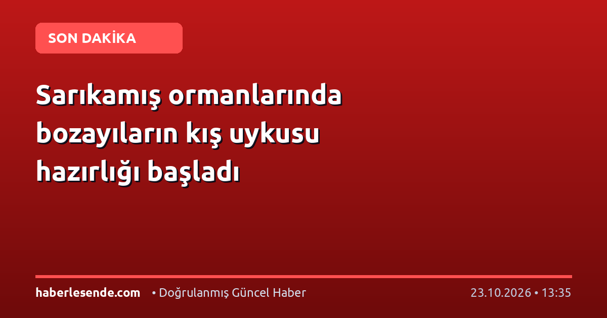 Sarıkamış ormanlarında bozayıların kış uykusu hazırlığı başladı