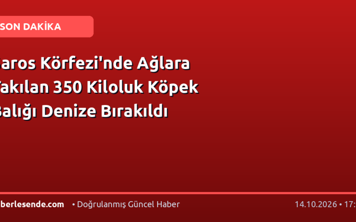 Saros Körfezi'nde Ağlara Takılan 350 Kiloluk Köpek Balığı Denize Bırakıldı