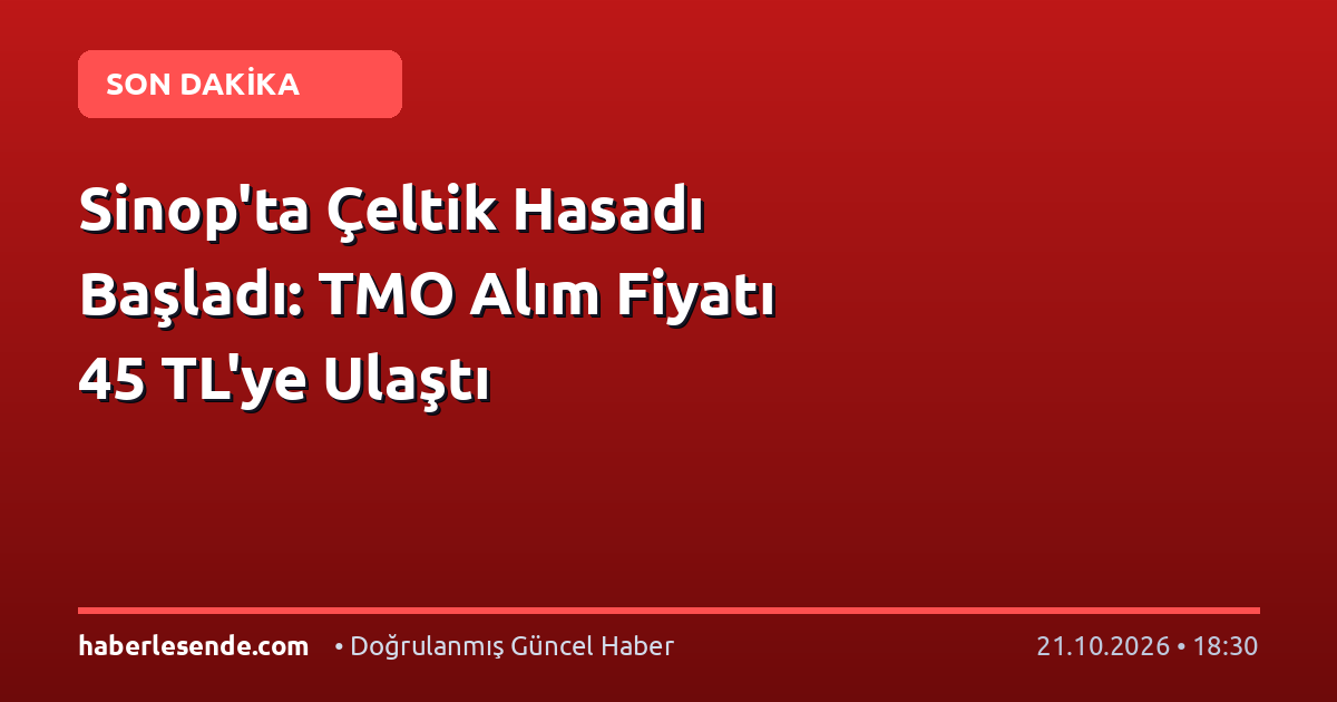 Sinop'ta Çeltik Hasadı Başladı: TMO Alım Fiyatı 45 TL'ye Ulaştı