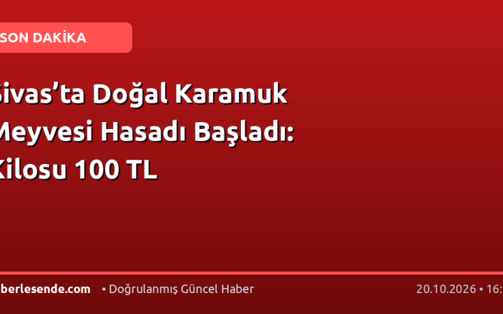 Sivas’ta Doğal Karamuk Meyvesi Hasadı Başladı: Kilosu 100 TL