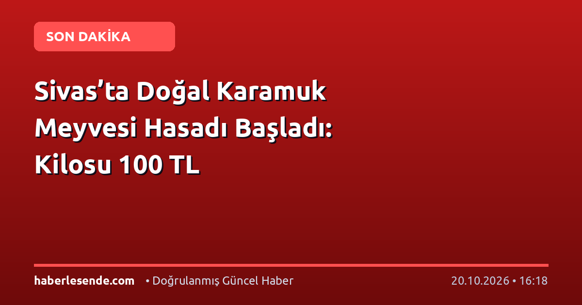 Sivas’ta Doğal Karamuk Meyvesi Hasadı Başladı: Kilosu 100 TL