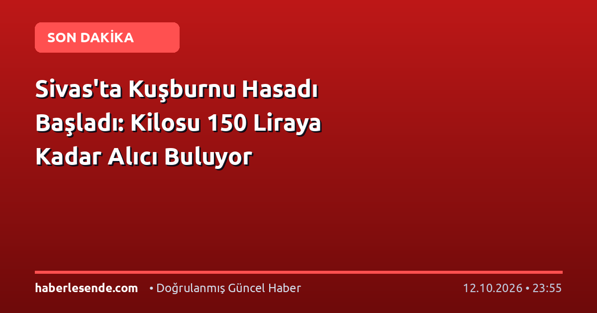 Sivas'ta Kuşburnu Hasadı Başladı: Kilosu 150 Liraya Kadar Alıcı Buluyor