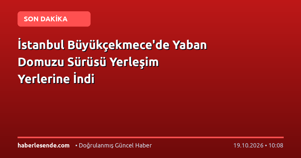 İstanbul Büyükçekmece'de Yaban Domuzu Sürüsü Yerleşim Yerlerine İndi